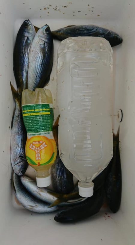 伊豆下田フィッシング 釣果