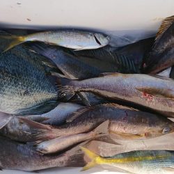 伊豆下田フィッシング 釣果