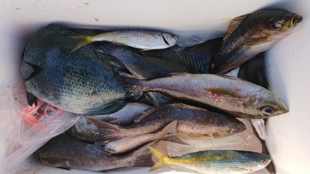 伊豆下田フィッシング 釣果