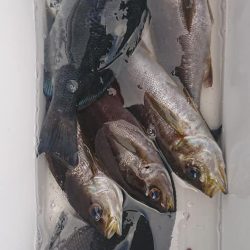 伊豆下田フィッシング 釣果