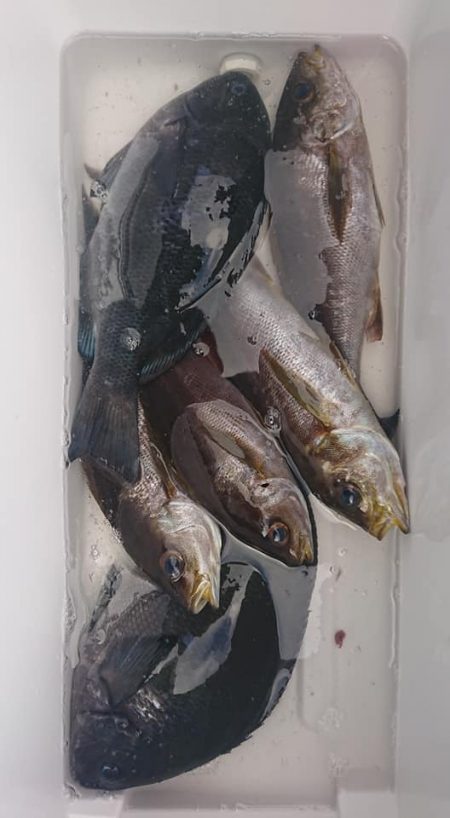 伊豆下田フィッシング 釣果