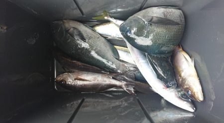 伊豆下田フィッシング 釣果