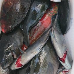 伊豆下田フィッシング 釣果