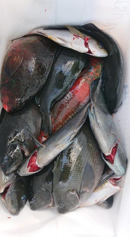 伊豆下田フィッシング 釣果