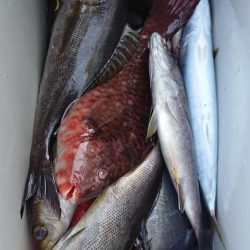 伊豆下田フィッシング 釣果