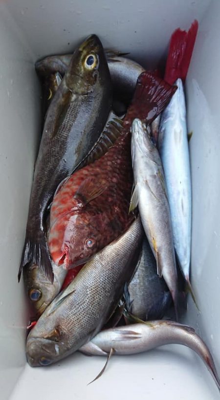 伊豆下田フィッシング 釣果