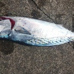 伊豆下田フィッシング 釣果