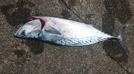 伊豆下田フィッシング 釣果