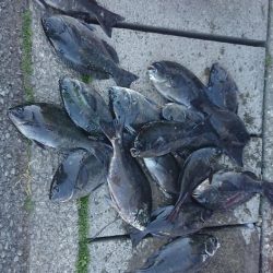 伊豆下田フィッシング 釣果