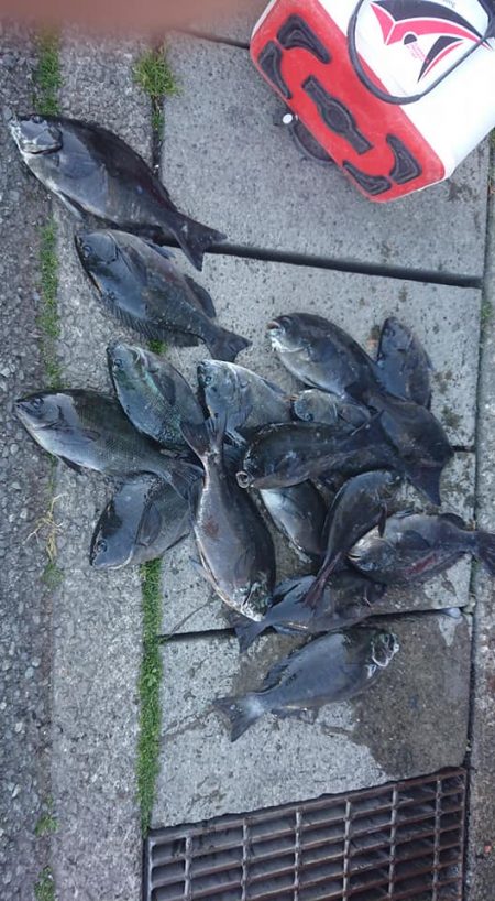 伊豆下田フィッシング 釣果