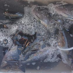 伊豆下田フィッシング 釣果