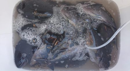 伊豆下田フィッシング 釣果