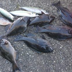 伊豆下田フィッシング 釣果