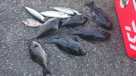 伊豆下田フィッシング 釣果