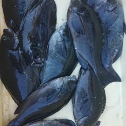 伊豆下田フィッシング 釣果