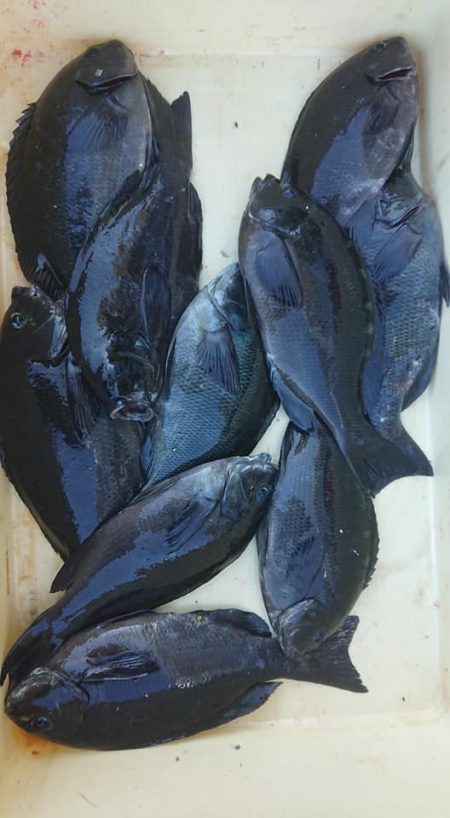 伊豆下田フィッシング 釣果