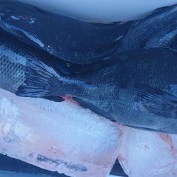 伊豆下田フィッシング 釣果