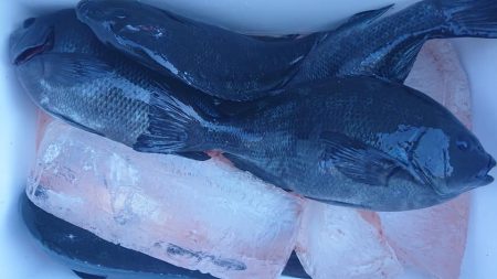 伊豆下田フィッシング 釣果