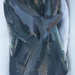 伊豆下田フィッシング 釣果