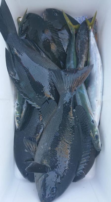 伊豆下田フィッシング 釣果