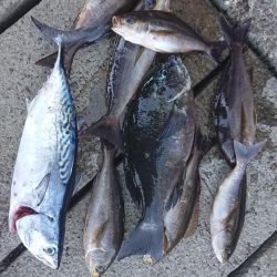 伊豆下田フィッシング 釣果