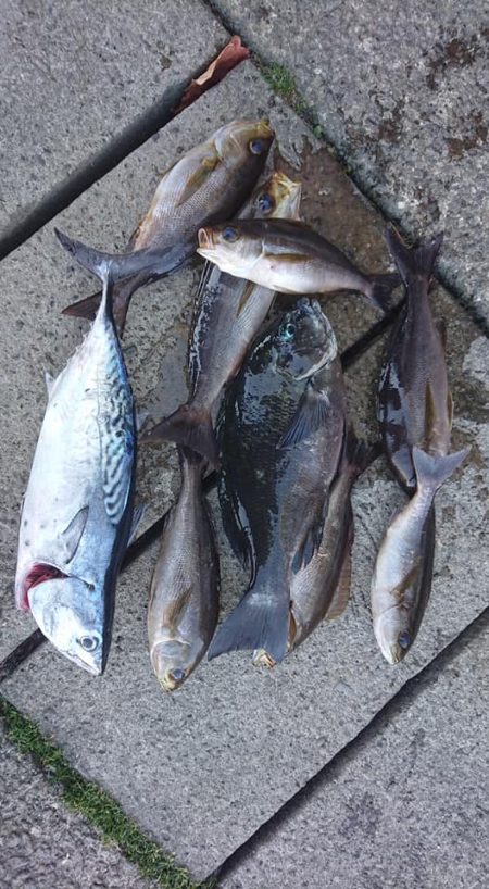 伊豆下田フィッシング 釣果