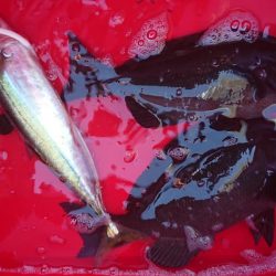 伊豆下田フィッシング 釣果