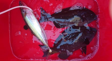 伊豆下田フィッシング 釣果