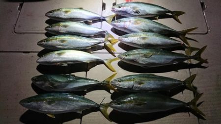 スカイマリン 釣果