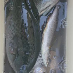 伊豆下田フィッシング 釣果