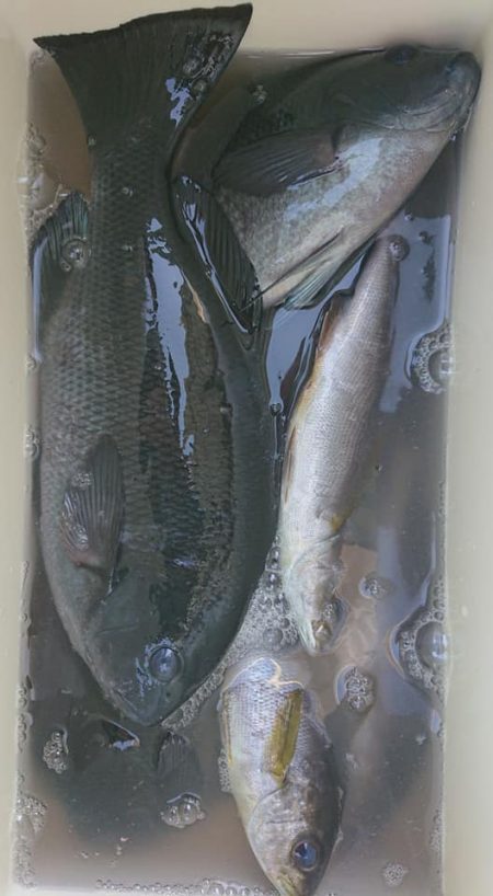 伊豆下田フィッシング 釣果