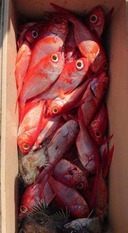 結愛丸 釣果