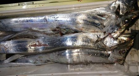 スカイマリン 釣果