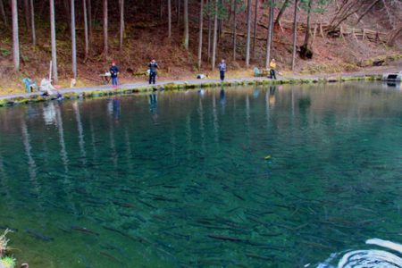 小菅トラウトガーデン 釣果
