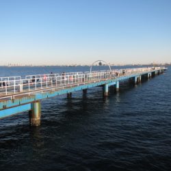 オリジナルメーカー海づり公園(市原市海づり施設) 釣果