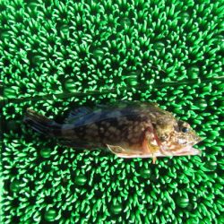 オリジナルメーカー海づり公園(市原市海づり施設) 釣果