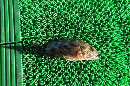 オリジナルメーカー海づり公園(市原市海づり施設) 釣果