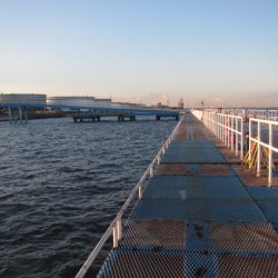 オリジナルメーカー海づり公園(市原市海づり施設) 釣果