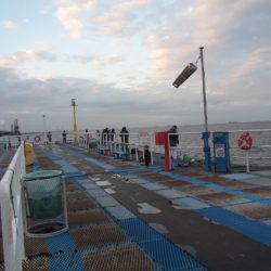 オリジナルメーカー海づり公園(市原市海づり施設) 釣果