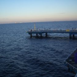 オリジナルメーカー海づり公園(市原市海づり施設) 釣果