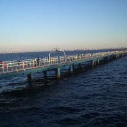 オリジナルメーカー海づり公園(市原市海づり施設) 釣果