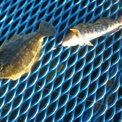 オリジナルメーカー海づり公園(市原市海づり施設) 釣果