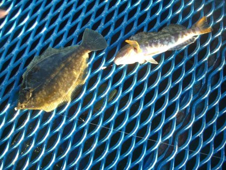 オリジナルメーカー海づり公園(市原市海づり…