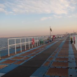 オリジナルメーカー海づり公園(市原市海づり施設) 釣果