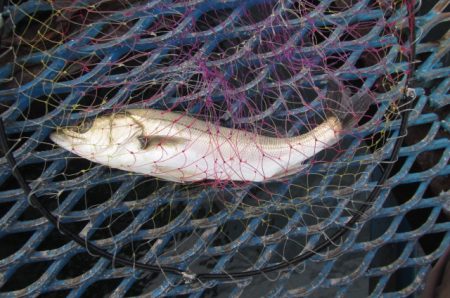 オリジナルメーカー海づり公園(市原市海づり施設) 釣果