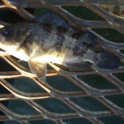 オリジナルメーカー海づり公園(市原市海づり施設) 釣果