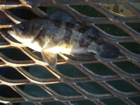 オリジナルメーカー海づり公園(市原市海づり施設) 釣果