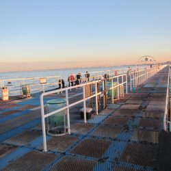 オリジナルメーカー海づり公園(市原市海づり施設) 釣果