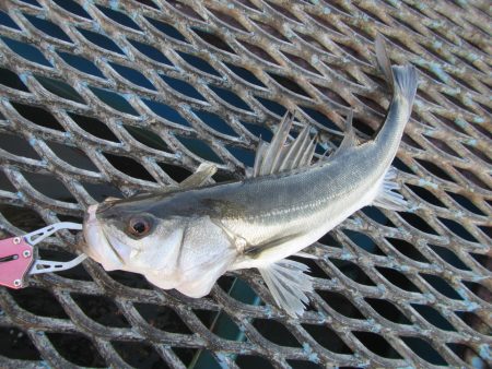 オリジナルメーカー海づり公園(市原市海づり…