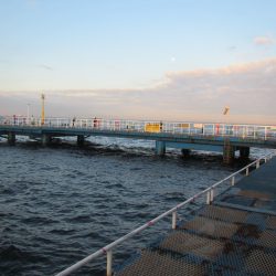 オリジナルメーカー海づり公園(市原市海づり施設) 釣果